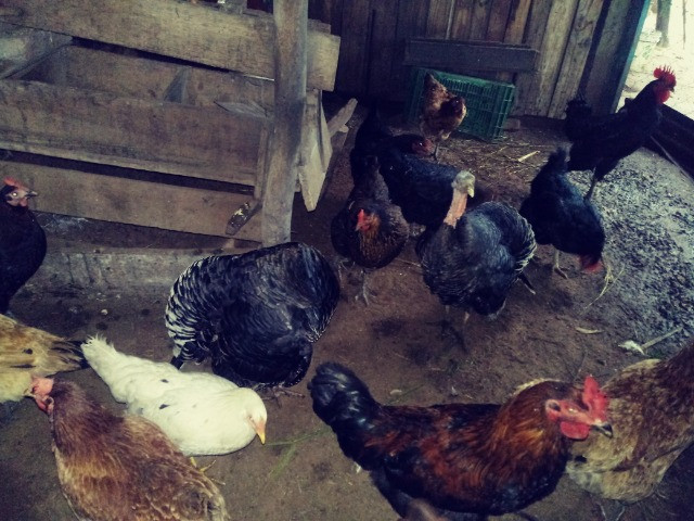 Ovos de perua - Foto 3