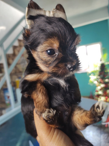 Yorkshire terrier - Foto 5