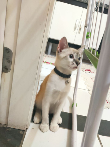 Gato siamês macho doação - Foto 5