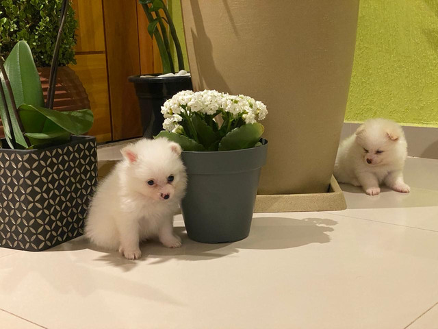 Filhotes Spitz Alemão - Foto 4