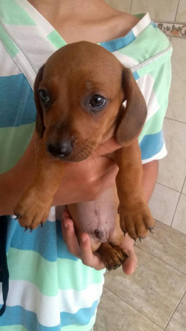 Vendo Filhote Basset - Foto 2