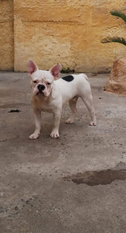 Bulldog Francês - Foto 5
