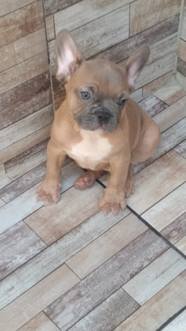 Buldogue francês