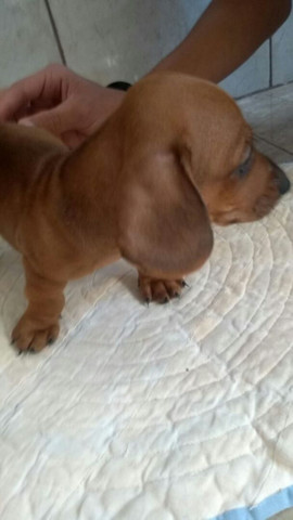 Vendo Filhote Basset - Foto 3
