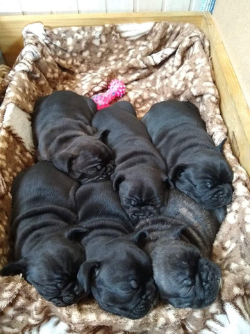 Filhotes Buldogue Francês