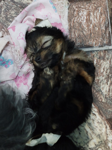 Yorkshire terrier - Foto 2