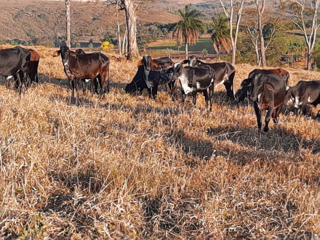 Novilhas 1/2 sangue, estudo troca em carro - Foto 5