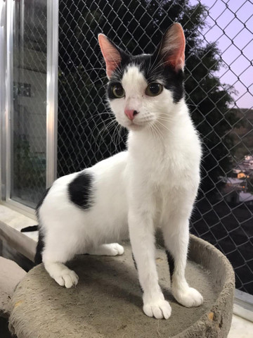 Machinho castrado para adoção - Foto 5