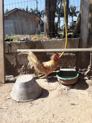 Vendo pintos de galinha polonesa - Foto 4