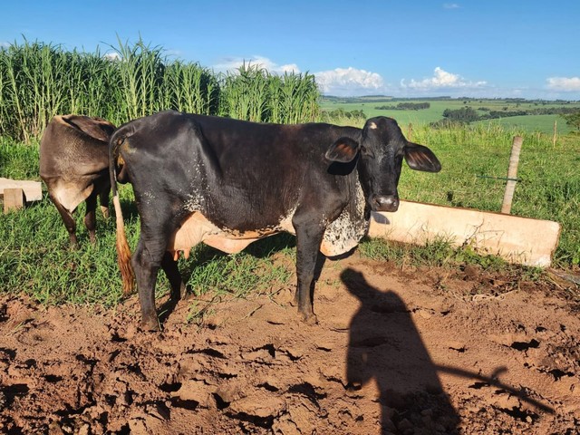 Vacas de Leite 6.500,00