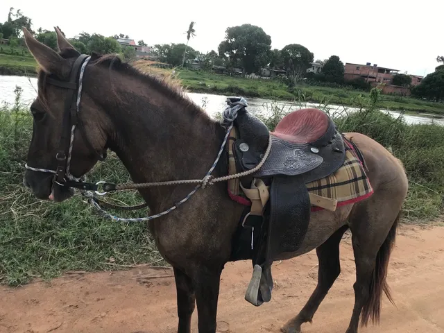 Rédea Cabeçada Uma Orelha E Peiteira Traia De Frente Cavalo