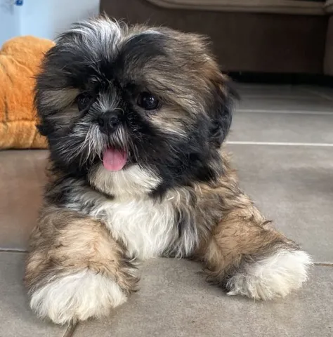 Filhotes de Shih tzu Lhasa - Cachorros e acessórios - Muribeca