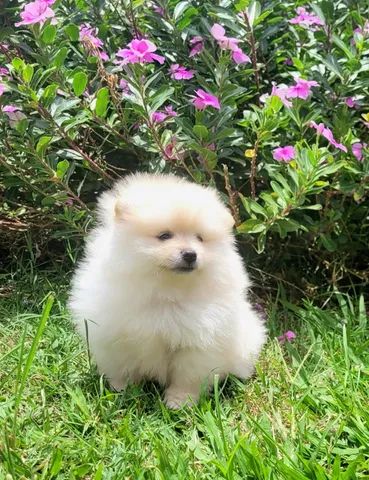 Spitz Alemão anão macho- Lulu da Pomerânia - 12x sem juros - envio grátis. - Foto 3