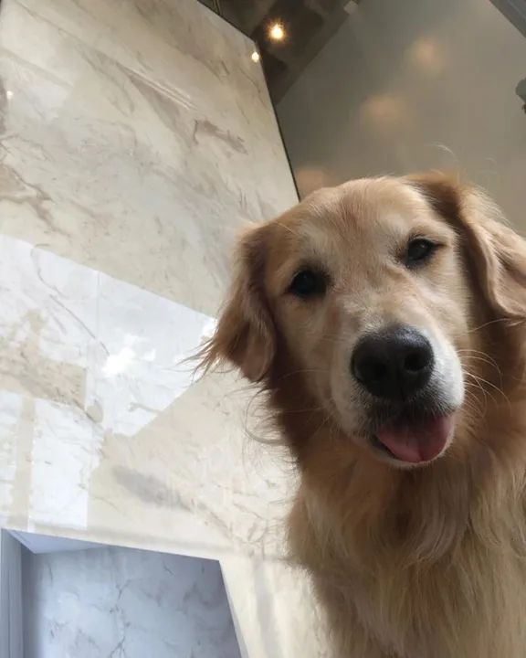 Porcelanato Portobello "C" Siena Chianti 60x120 Pol Ret  - Foto 6