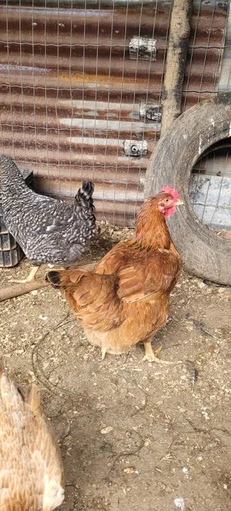 Ovos galados de galinha caipira  - Foto 5