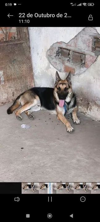 Pastor alemão capa preta - Foto 5