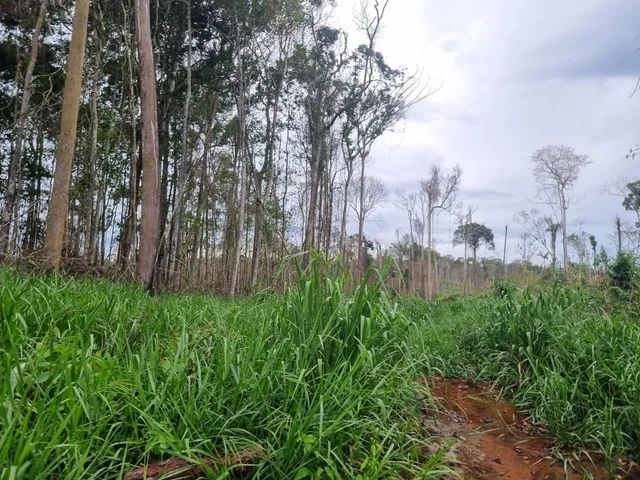 VENDO 100 ALQUEIRES NA VILA DO SAMUEL - Foto 2