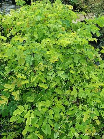 Mudas de Sansão do Campo  - Foto 2