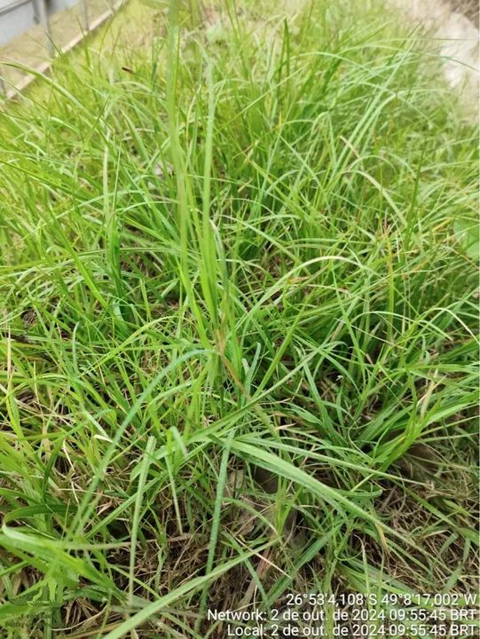 Sementes de grama Pensacola 