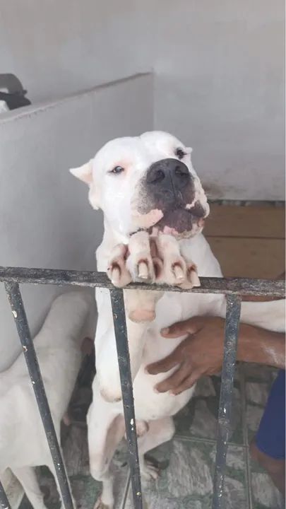 Filhote de Dogo Argentino - Foto 2