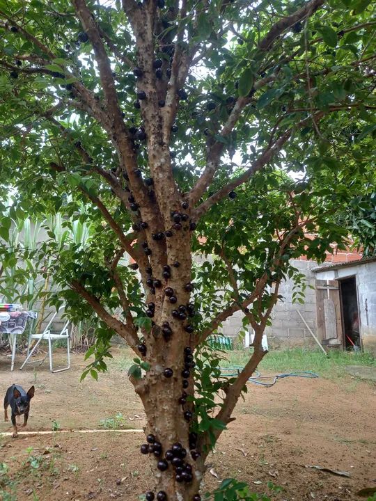 foto - Serra - Boa Vista II