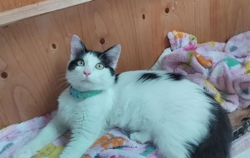 Gatinho peludinho adoção Responsável