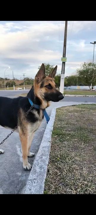 Pastor alemão capa preta - Foto 4