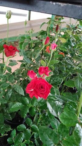 Plantas para Revenda Atacado e Varejo - Foto 3