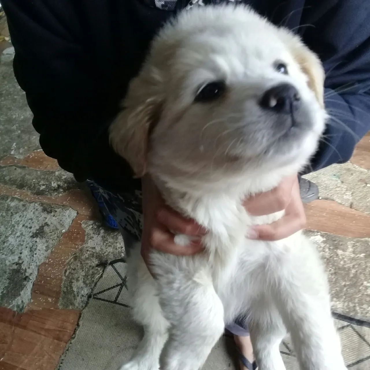 cachorrinho macho peludo porte médio - Cachorros e acessórios - Umbará,  Curitiba 1319838635 | OLX