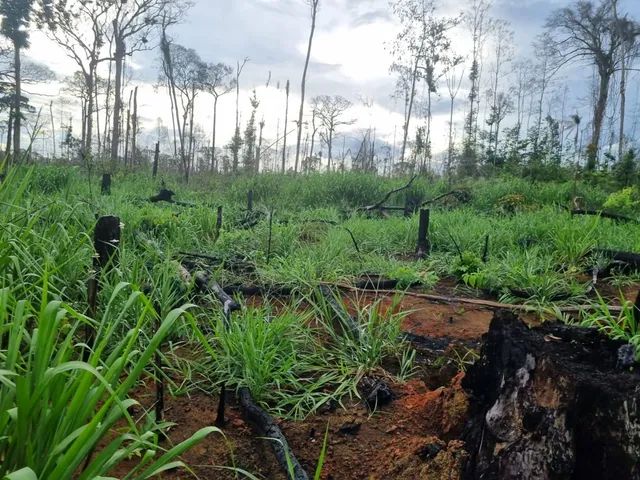 VENDO 100 ALQUEIRES NA VILA DO SAMUEL - Foto 4