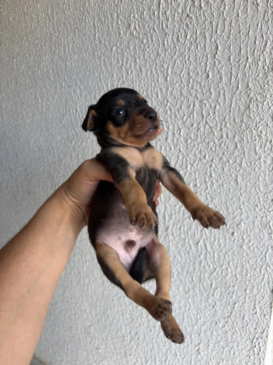 Filhote de Pinscher Número 2