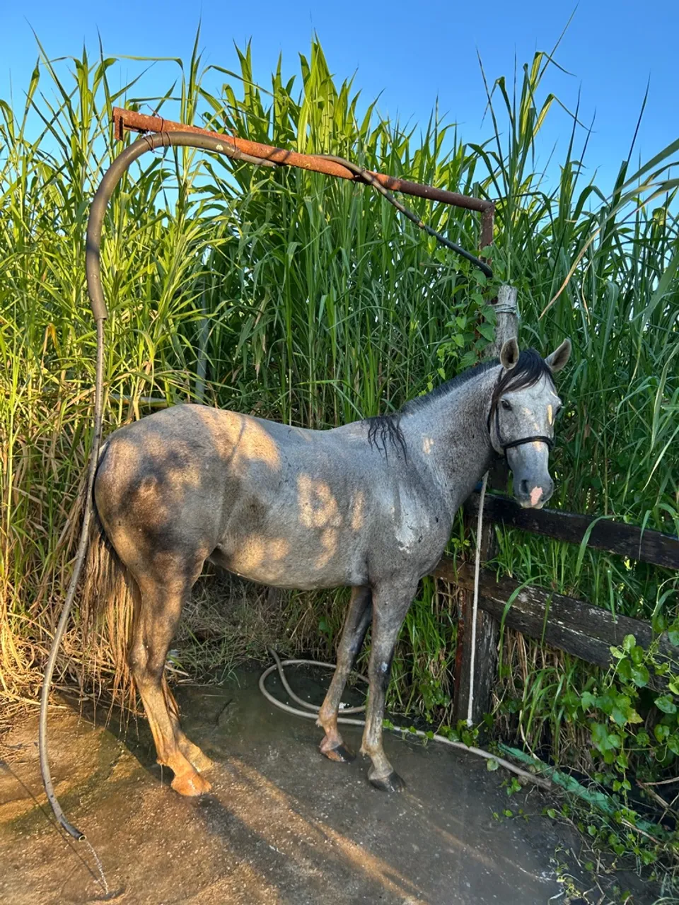 Cavalo Mangalarga Marchador