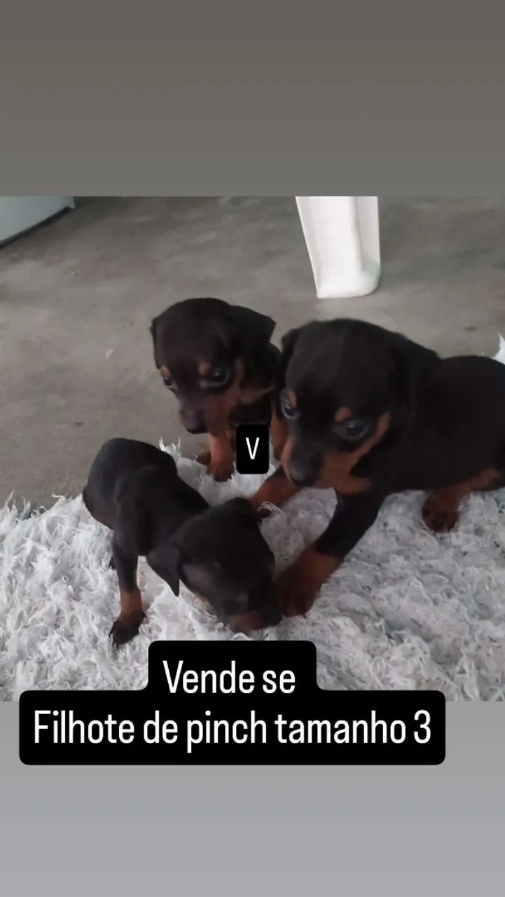 Vende se