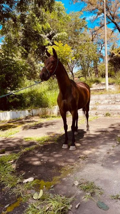 Cavalo Mangalarga Marchador - Foto 6