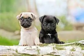 Pug os mais saudaveis e legetimos pacotinhos de amor 