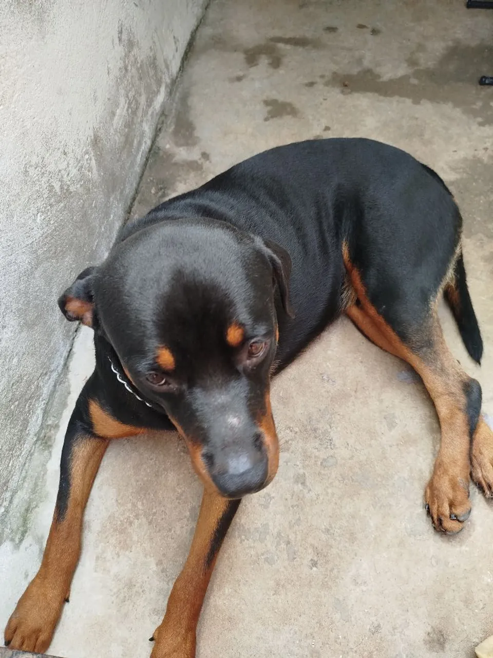 Rottweiler Macho - Porte Grande