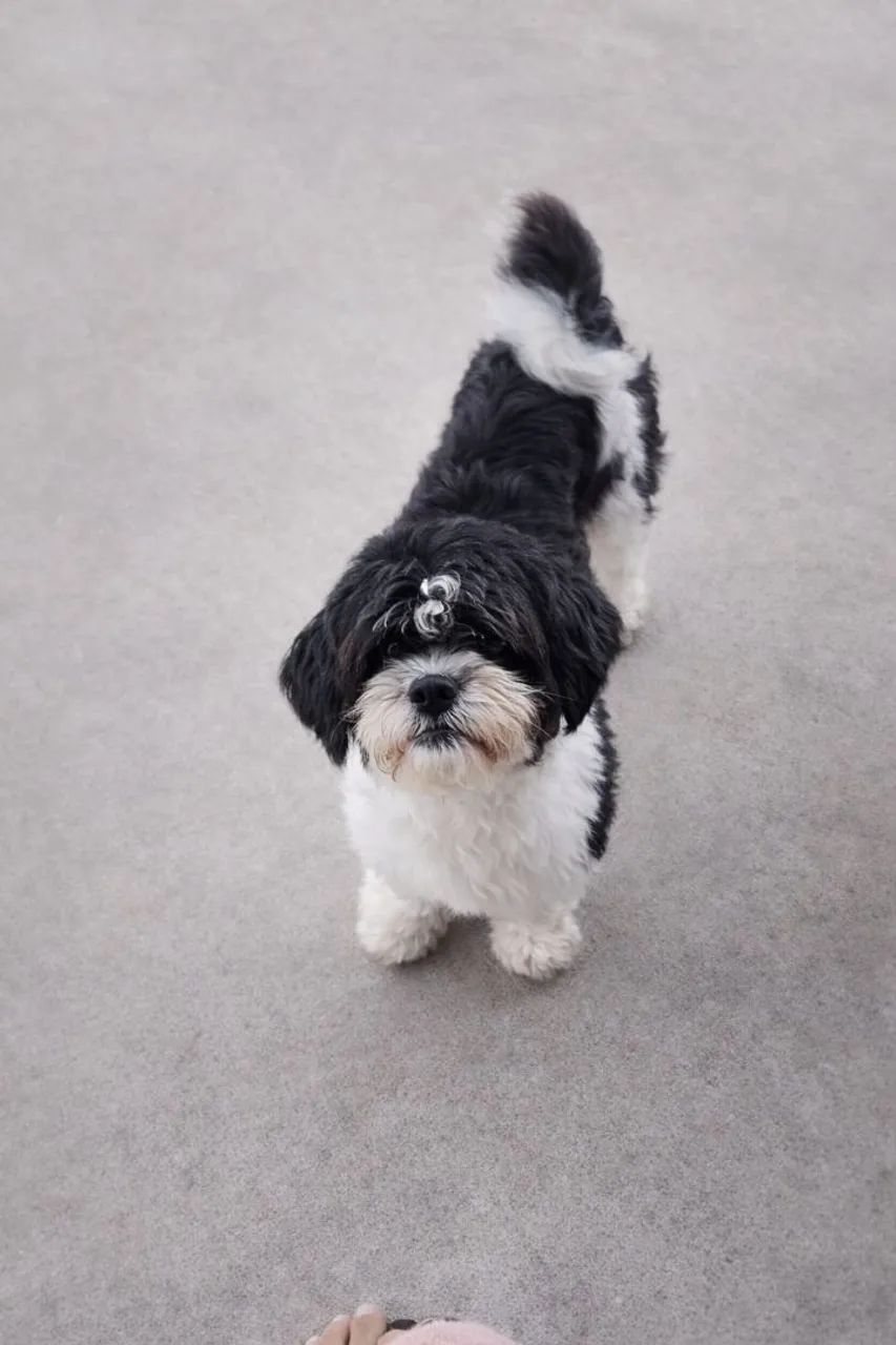 Doação de cachorro 