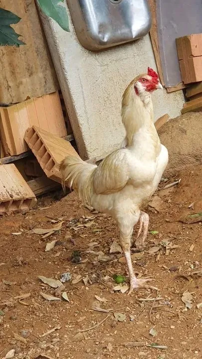 Galo