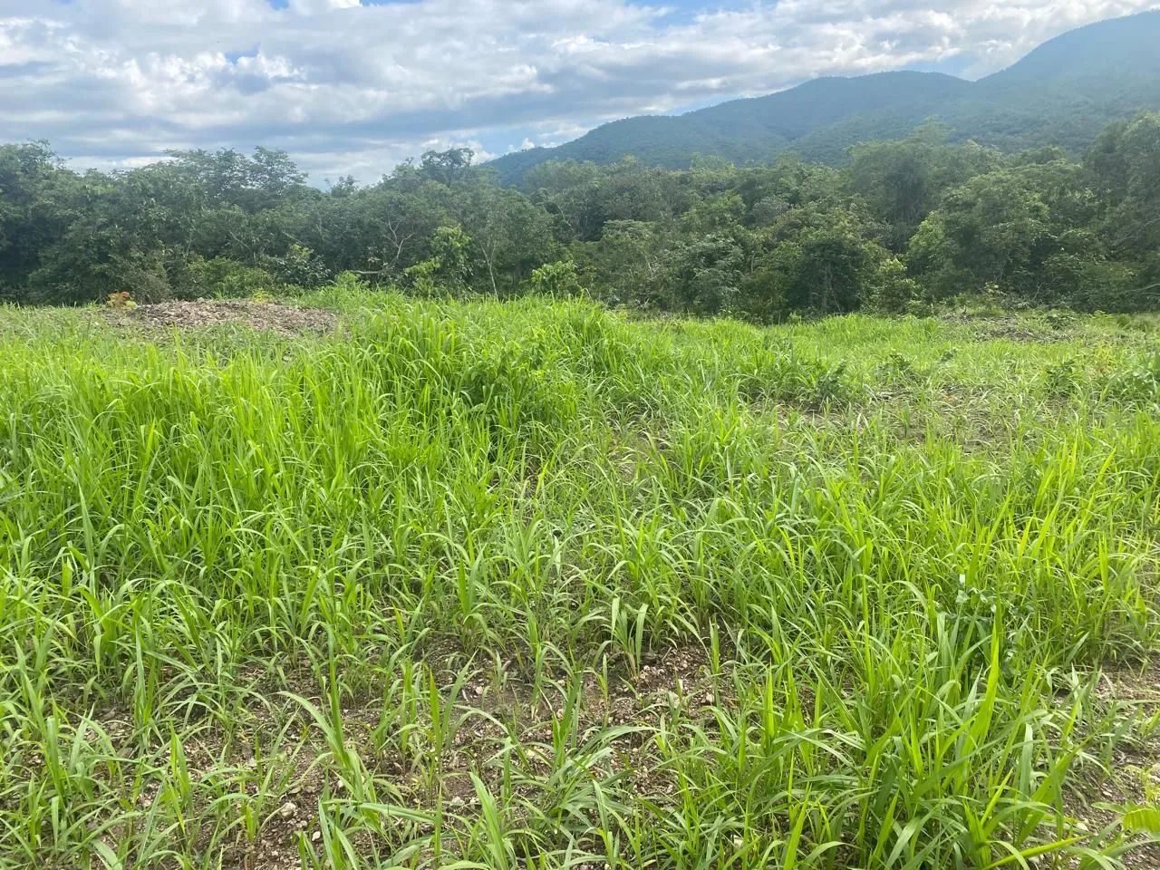 Fazenda Goiás Monte alegre - Foto 4
