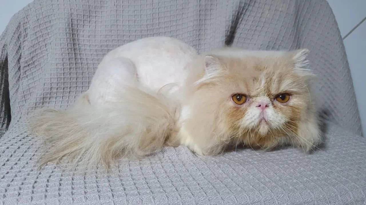 Gato Persa  - Foto 2