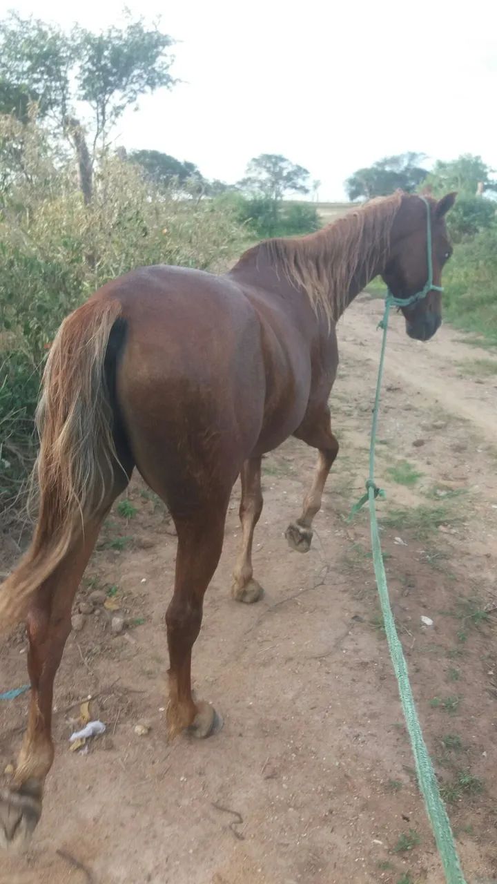 Cavalo castanho