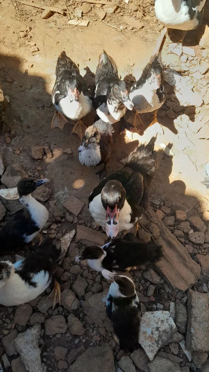 Patos - Foto 5