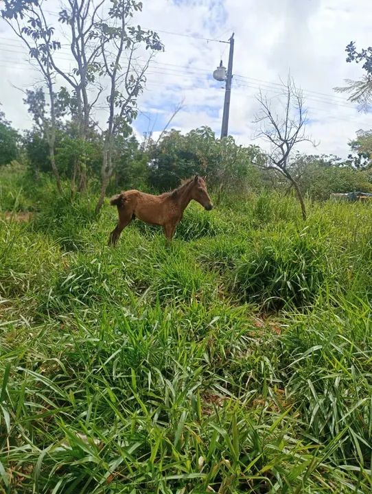 Vendo tropa - Foto 6