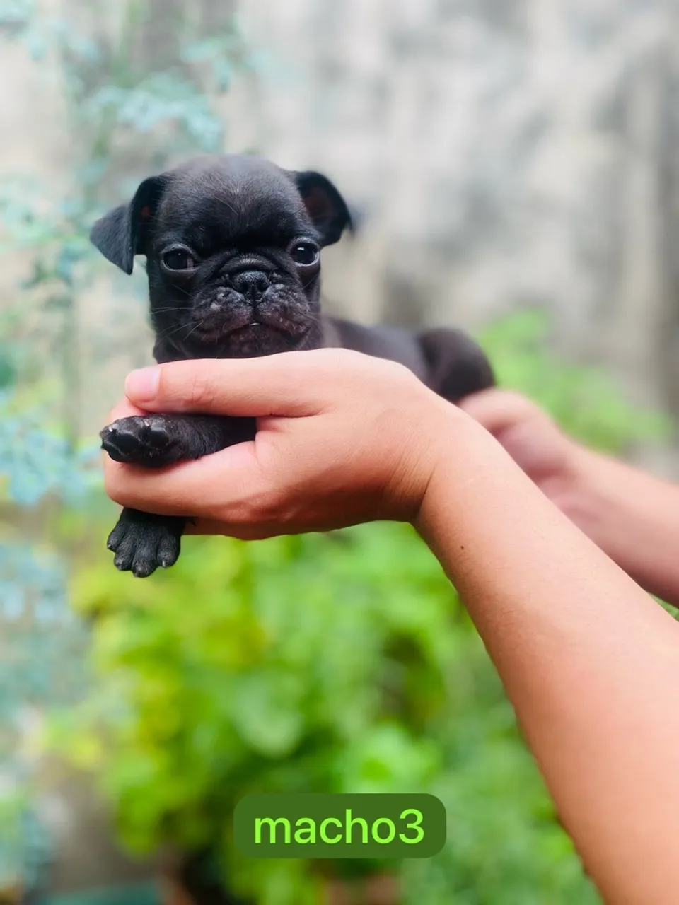 Pug macho com pedigree