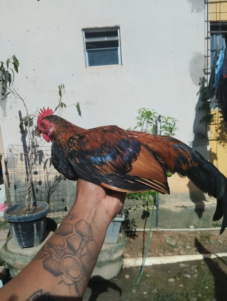Galos Garnisé 