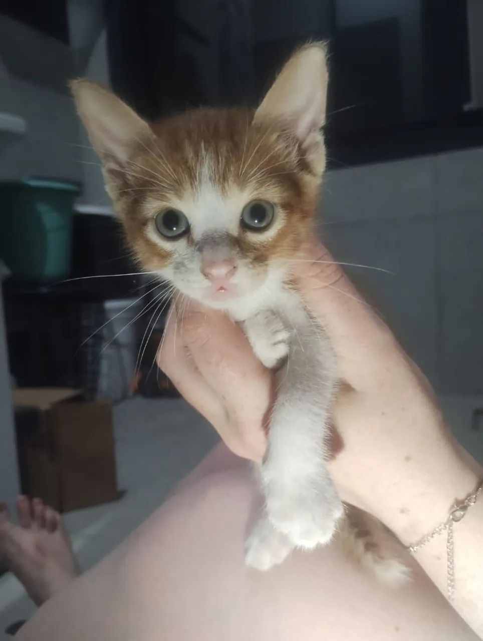 Gatinhos lindos para adoção responsável  - Foto 3