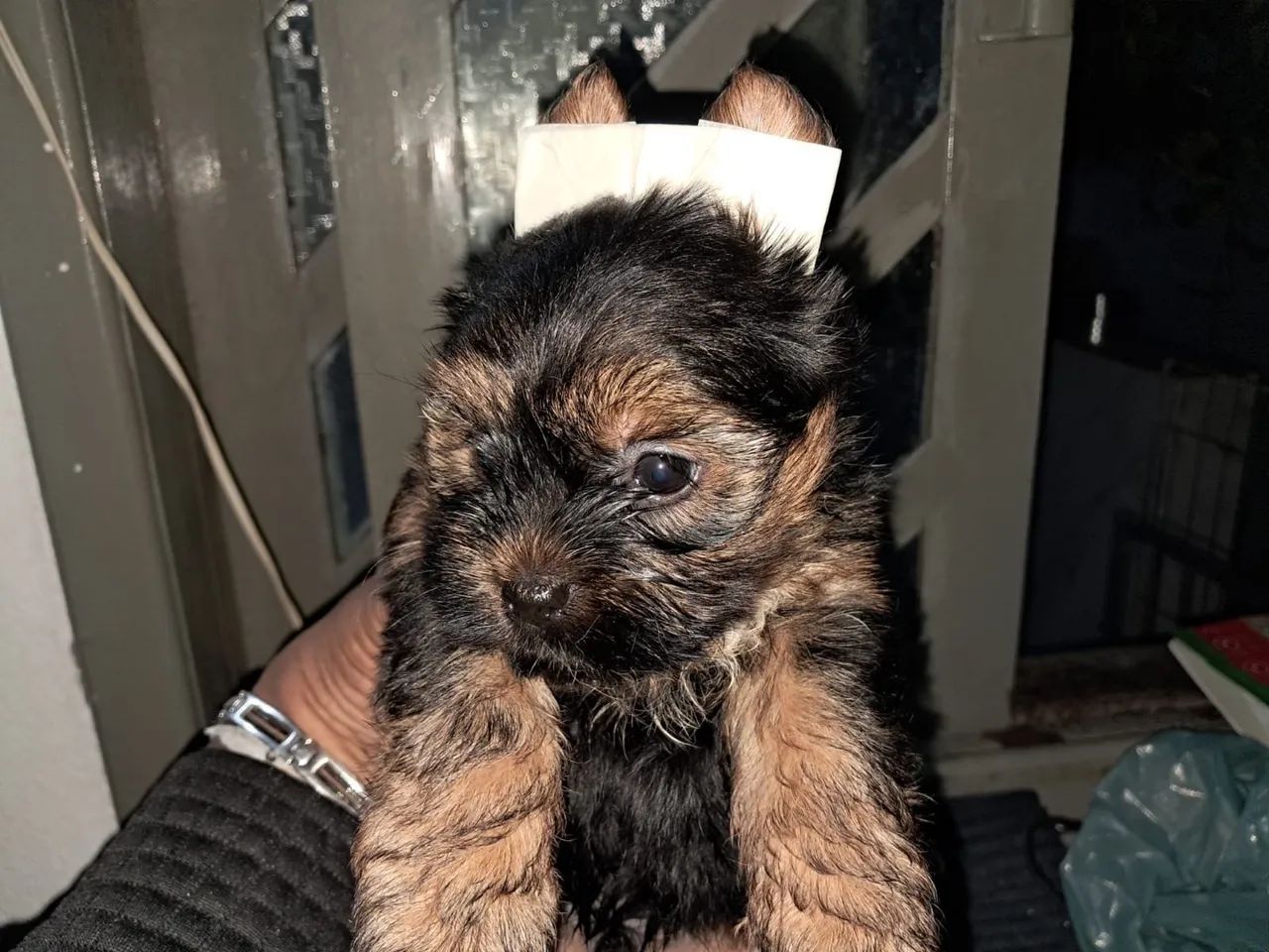 Filhote de Yorkshire Terrier - vários machos em promo