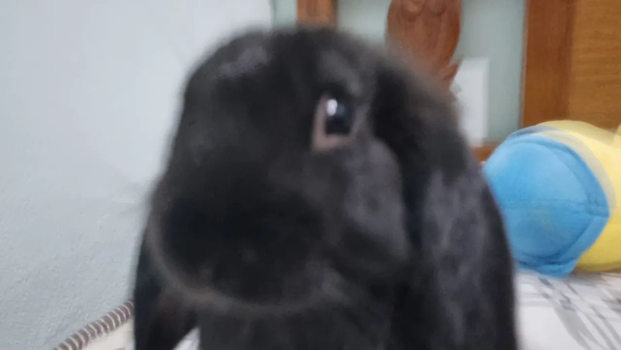 Coelhinho mini black lop