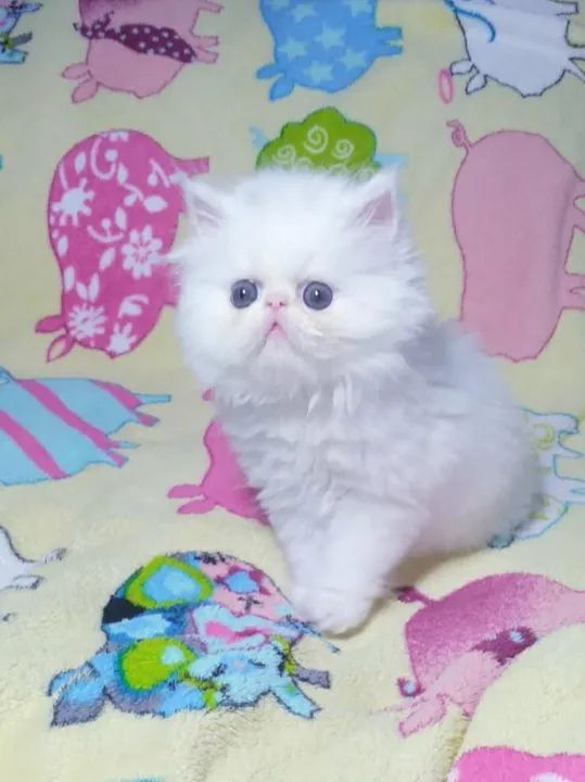 PERSA SHOW Fêmea Branca - (2 Meses) - Foto 5