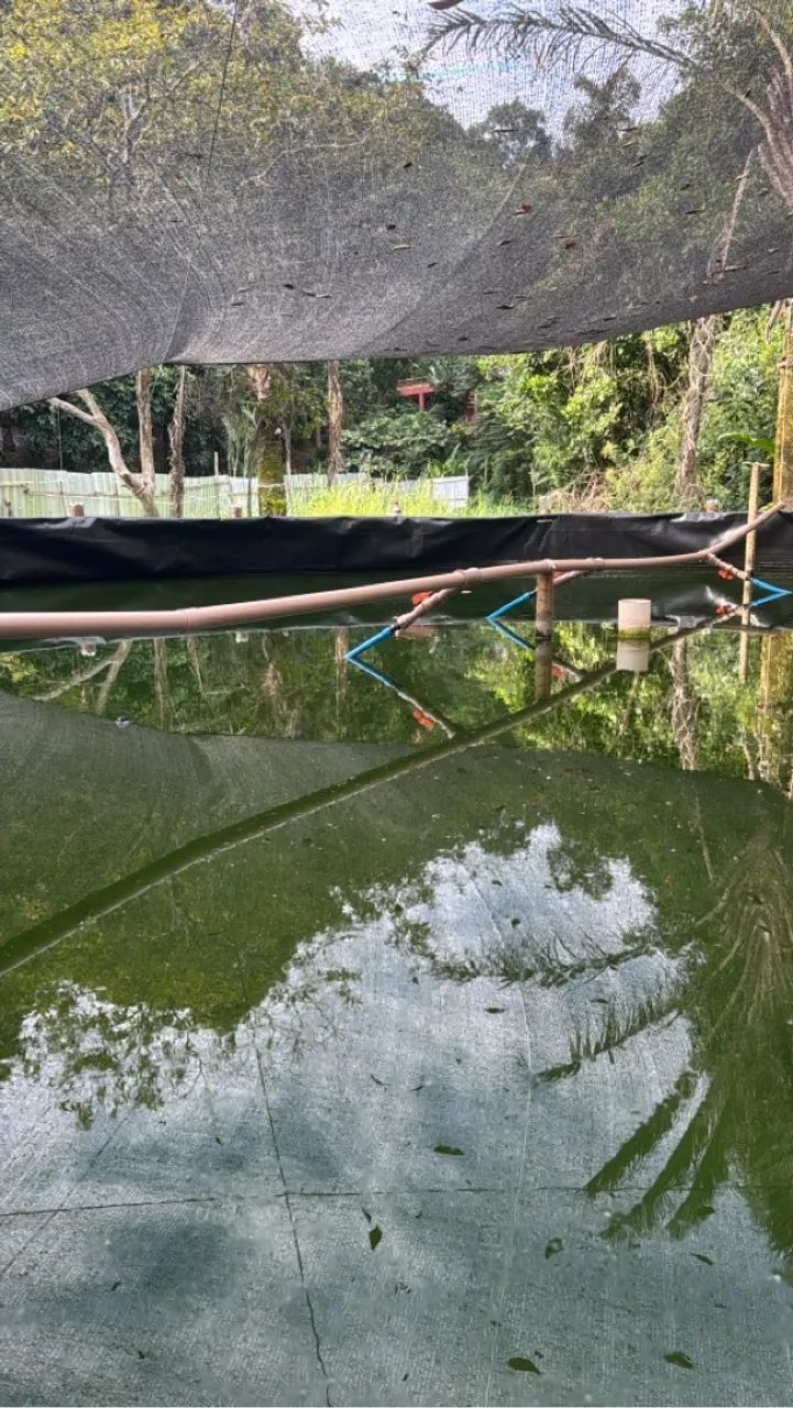 Sítio de Piscicultura - Produção Rural Camarão e Tilápia  - Foto 4